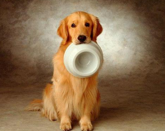 金毛养公的好还是母的好一点