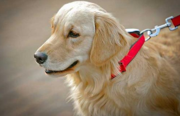 金毛养公的好还是母的好一点