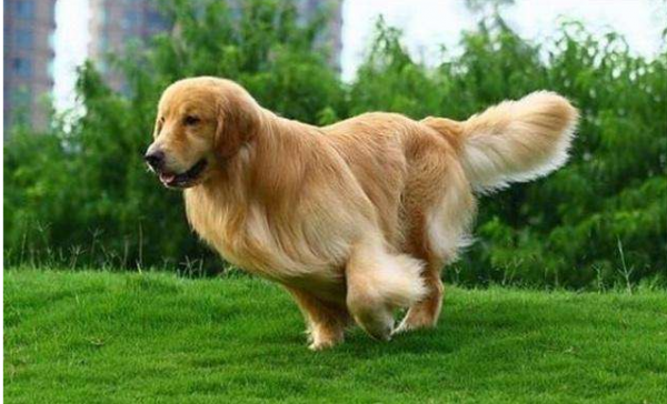 金毛养公的好还是母的好一点