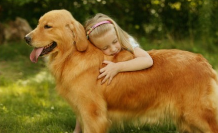 金毛养公的好还是母的好一点