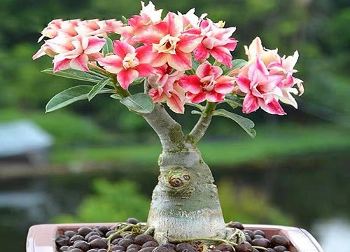 沙漠玫瑰夏天这样养护花开不断