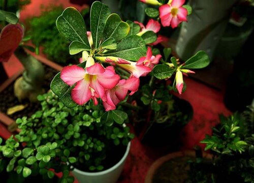 沙漠玫瑰夏天这样养护花开不断