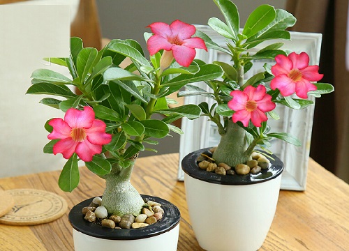 沙漠玫瑰夏天这样养护花开不断