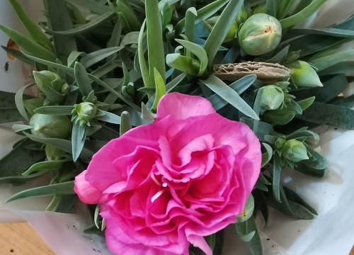 康乃馨几月份种植最好