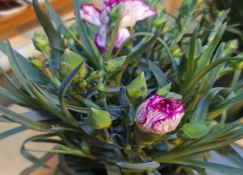 康乃馨几月份种植最好