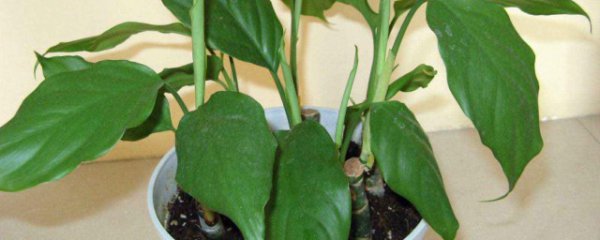 万年青可以放卧室吗