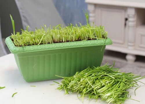 韭菜收割后能用尿素追肥吗