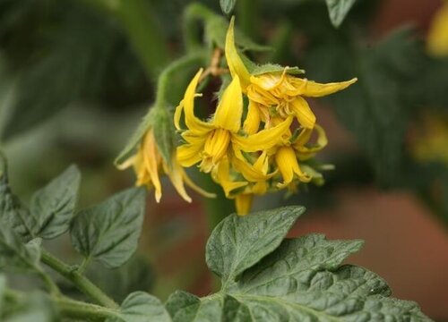 番茄叶长什么样子图片