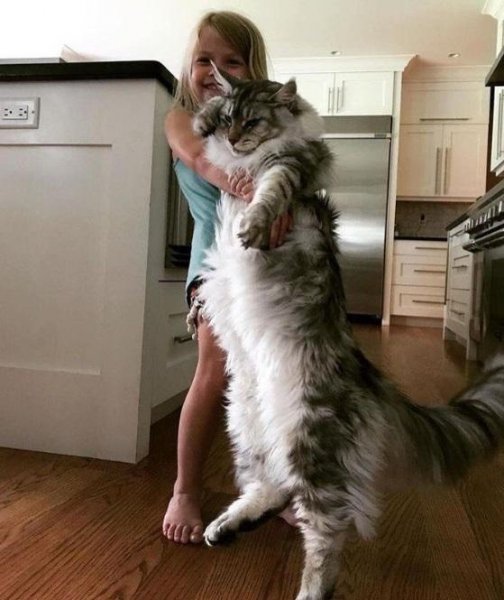 缅甸猫多少钱一只