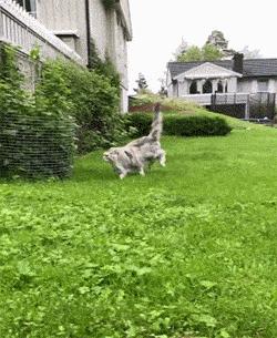 缅甸猫多少钱一只