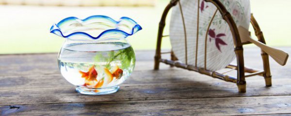 瓦盆鱼缸多久清洗一次