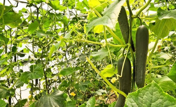 北方6月份种什么蔬菜最好