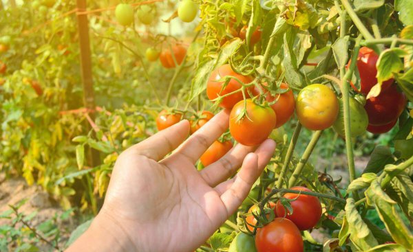 北方6月份种什么蔬菜最好