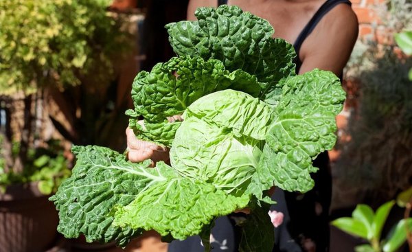 北方6月份种什么蔬菜最好