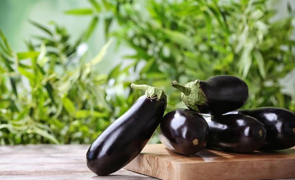 北方6月份种什么蔬菜最好