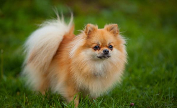 狗的智商是人几岁智商