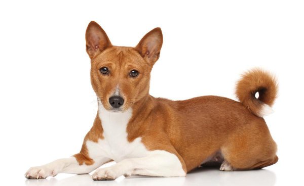 狗的智商是人几岁智商