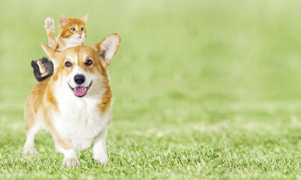 狗的智商是人几岁智商