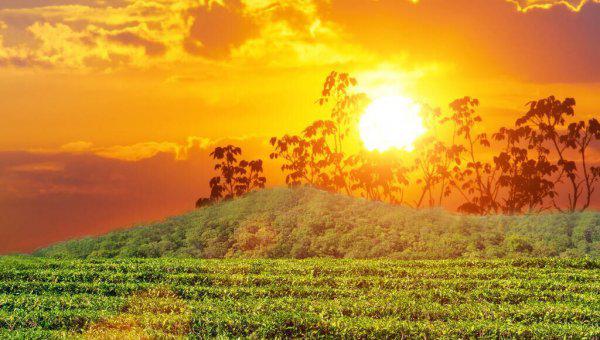 隔夜的茶叶还可以继续冲水吗