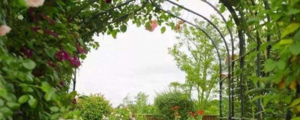 室外庭院遮阳植物有哪些