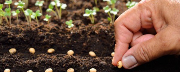 重楼什么季节种植