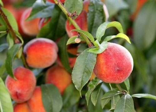 北方桃子什么时候成熟