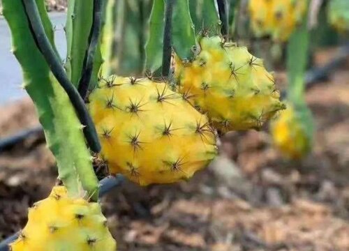 麒麟果多久成熟