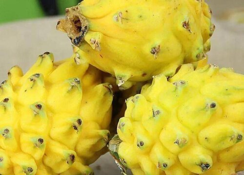 麒麟果多久成熟