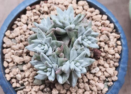 多肉植物烂根的主要原因有哪些