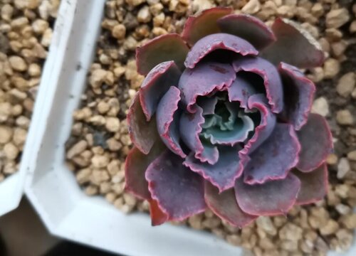 多肉植物烂根的主要原因有哪些