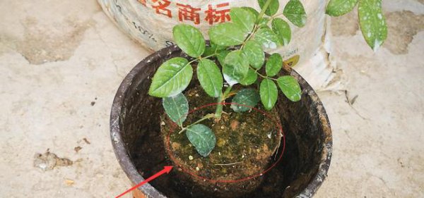 月季移栽根部不带土能活吗