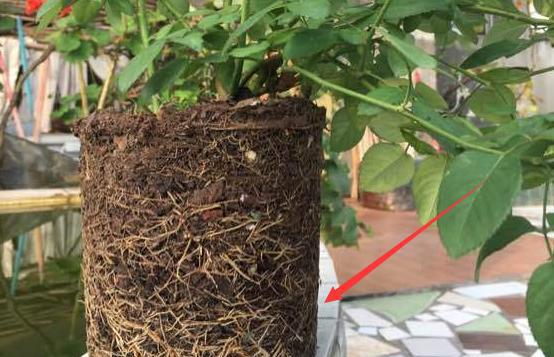 月季移栽根部不带土能活吗