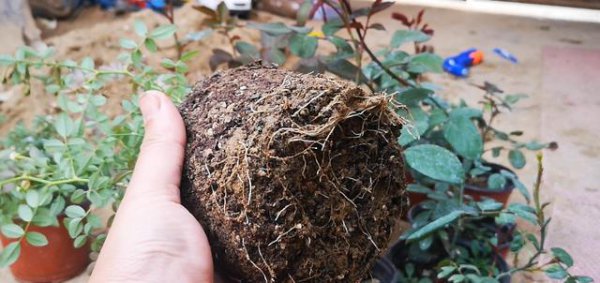 月季移栽根部不带土能活吗