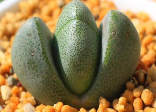 帝玉多肉怎么养