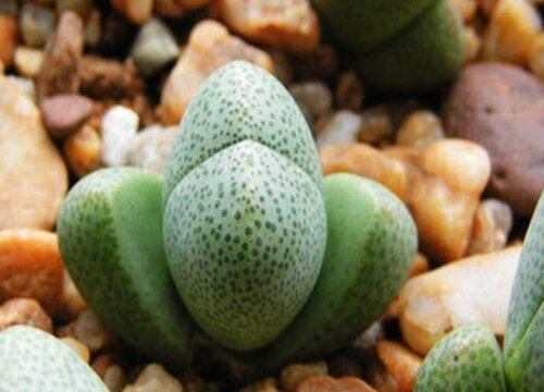 帝玉多肉怎么养