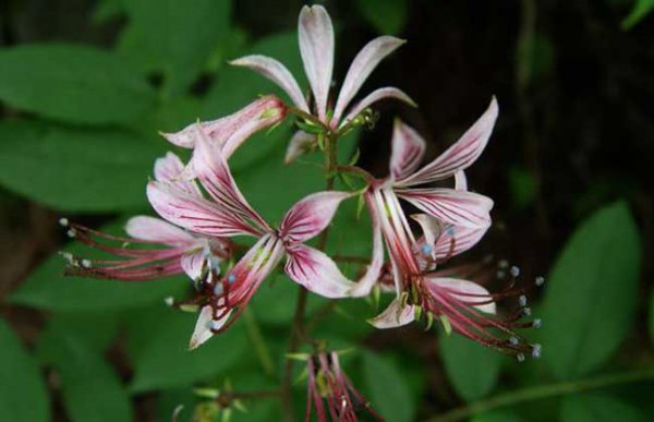 白鲜皮种植技术及亩收益