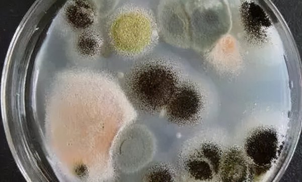 有机菌肥长白毛是好肥吗