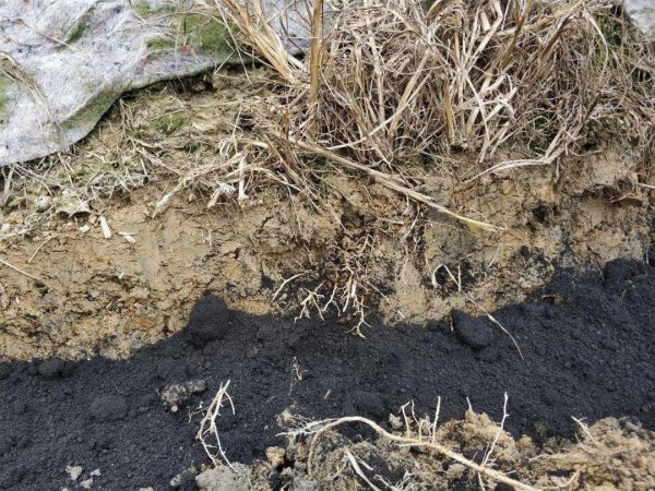 有机菌肥长白毛是好肥吗