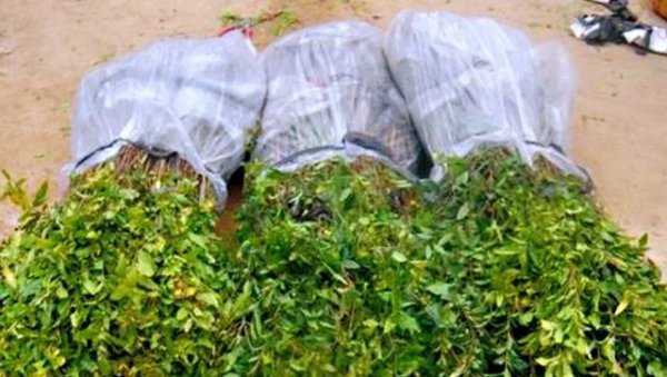 怎样栽种才能提高苗木成活率