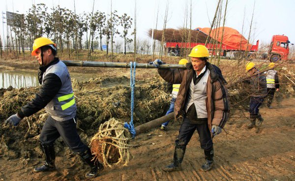 怎样栽种才能提高苗木成活率