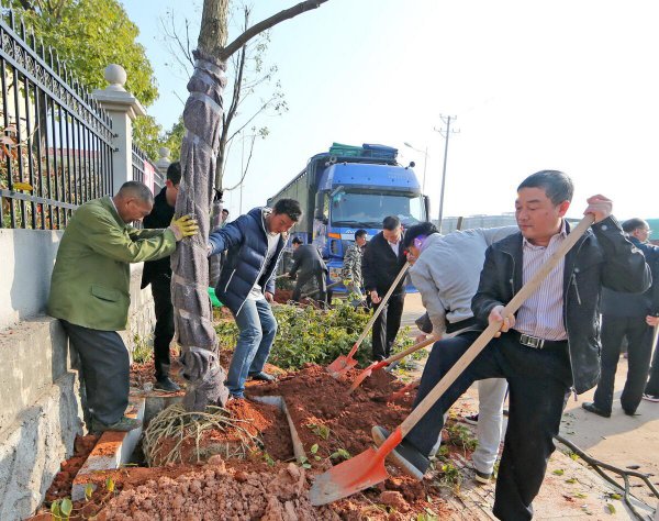 怎样栽种才能提高苗木成活率