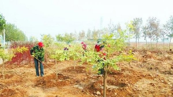 怎样栽种才能提高苗木成活率