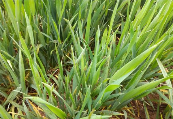 小麦花卉果树红蜘蛛用什么药防治好