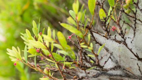 小麦花卉果树红蜘蛛用什么药防治好
