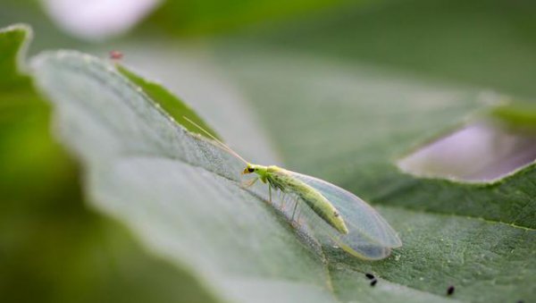 小麦花卉果树红蜘蛛用什么药防治好