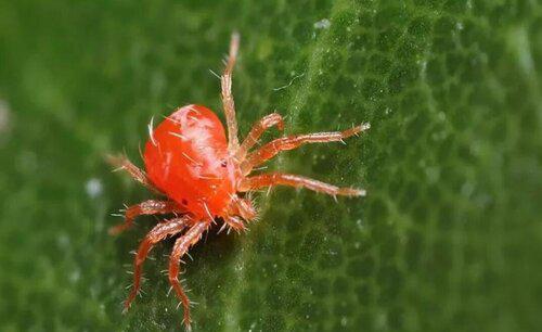 小麦花卉果树红蜘蛛用什么药防治好