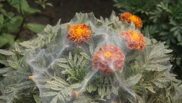 小麦花卉果树红蜘蛛用什么药防治好