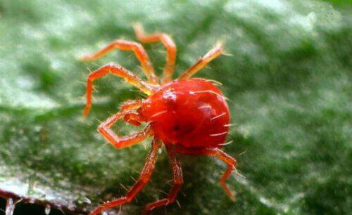 小麦花卉果树红蜘蛛用什么药防治好