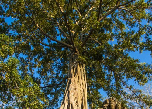 福州的市树是什么树