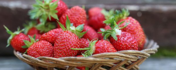 冬天室内怎么养草莓好